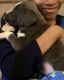 American Pit Bull Terrier Puppies for sale in Decatur, GA 30030, USA. price: NA