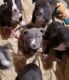 American Pit Bull Terrier Puppies for sale in Perris, CA 92570, USA. price: NA