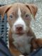 American Pit Bull Terrier Puppies for sale in Apopka, FL, USA. price: NA