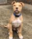 American Pit Bull Terrier Puppies for sale in Spring Lake, NC, USA. price: $400