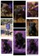 American Pit Bull Terrier Puppies for sale in Hutchinson, KS, USA. price: $200