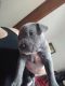 American Pit Bull Terrier Puppies for sale in Klamath Falls, OR, USA. price: NA