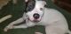American Pit Bull Terrier Puppies for sale in Delano, MN 55328, USA. price: NA