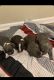 American Pit Bull Terrier Puppies for sale in 3115 Southwest Blvd, Charlotte, NC 28216, USA. price: NA