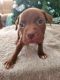 American Pit Bull Terrier Puppies for sale in Medford, NY, USA. price: NA