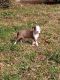 American Pit Bull Terrier Puppies for sale in Ruston, LA 71270, USA. price: NA