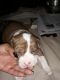American Pit Bull Terrier Puppies for sale in Port Vue, PA, USA. price: NA