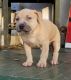 American Pit Bull Terrier Puppies for sale in Kankakee, IL 60901, USA. price: NA