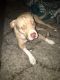American Pit Bull Terrier Puppies for sale in Coconut Creek, FL, USA. price: NA