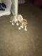 American Pit Bull Terrier Puppies for sale in 14017 N 8th Pl, Phoenix, AZ 85022, USA. price: NA