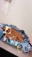 American Pit Bull Terrier Puppies for sale in San Marcos, CA, USA. price: NA