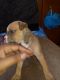 American Pit Bull Terrier Puppies for sale in Rockford, IL 61108, USA. price: NA