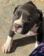 American Pit Bull Terrier Puppies for sale in Greensboro, NC, USA. price: $1,500