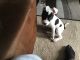 American Pit Bull Terrier Puppies for sale in Clinton, MD, USA. price: NA
