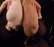 American Pit Bull Terrier Puppies for sale in Vine Grove, KY, USA. price: NA