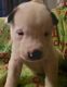 American Pit Bull Terrier Puppies for sale in Pasadena, TX, USA. price: $100