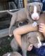American Pit Bull Terrier Puppies for sale in Breckenridge, TX 76424, USA. price: NA