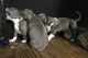 American Pit Bull Terrier Puppies for sale in Brooksville, FL 34601, USA. price: NA