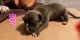 American Pit Bull Terrier Puppies for sale in St. Albans, Queens, NY, USA. price: NA