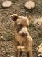 American Pit Bull Terrier Puppies for sale in Walnut, CA, USA. price: NA