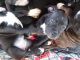 American Pit Bull Terrier Puppies for sale in 9049 Centenary Ct, Camby, IN 46113, USA. price: NA