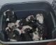 American Pit Bull Terrier Puppies for sale in Macon, GA 31217, USA. price: NA