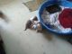American Pit Bull Terrier Puppies for sale in Clarkston, WA 99403, USA. price: $200