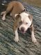 American Pit Bull Terrier Puppies for sale in Pompano Beach, FL 33069, USA. price: NA