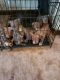 American Pit Bull Terrier Puppies for sale in Garfield Heights, OH, USA. price: NA