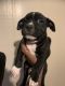 American Pit Bull Terrier Puppies for sale in Rockford, IL 61103, USA. price: NA