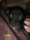 American Pit Bull Terrier Puppies for sale in Killeen, TX, USA. price: NA