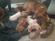 American Pit Bull Terrier Puppies for sale in 193 Kinsley Rd, Pemberton, NJ 08068, USA. price: NA