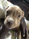 American Pit Bull Terrier Puppies for sale in Gibsonton, FL 33534, USA. price: $300