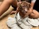 American Pit Bull Terrier Puppies for sale in Beaverton, OR, USA. price: $400