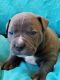American Pit Bull Terrier Puppies for sale in Overton, TX, USA. price: NA