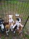 American Pit Bull Terrier Puppies for sale in Thomasville, GA, USA. price: NA