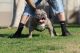 American Pit Bull Terrier Puppies for sale in Fresno, CA, USA. price: $4,000