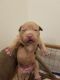 American Pit Bull Terrier Puppies for sale in Greeley, CO, USA. price: NA