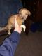 American Pit Bull Terrier Puppies for sale in Seagoville, TX, USA. price: NA