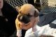 American Pit Bull Terrier Puppies for sale in Williamstown, NJ 08094, USA. price: $400