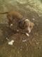 American Pit Bull Terrier Puppies for sale in 1504 SC-38, Latta, SC 29565, USA. price: $150