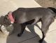 American Pit Bull Terrier Puppies for sale in Corona, CA, USA. price: NA