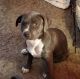 American Pit Bull Terrier Puppies for sale in Borger, TX 79007, USA. price: NA