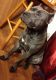 American Pit Bull Terrier Puppies for sale in Monett, MO, USA. price: NA