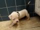 American Pit Bull Terrier Puppies for sale in Columbia, PA, USA. price: $275