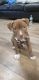 American Pit Bull Terrier Puppies for sale in Long Island City, NY 11102, USA. price: NA