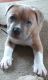 American Pit Bull Terrier Puppies for sale in Arthur, IL, USA. price: $600