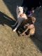 American Pit Bull Terrier Puppies for sale in Yakima, WA, USA. price: $500