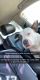 American Pit Bull Terrier Puppies for sale in Fort Denaud, FL 33935, USA. price: NA