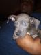 American Pit Bull Terrier Puppies for sale in Fort Meade, FL 33841, USA. price: $150